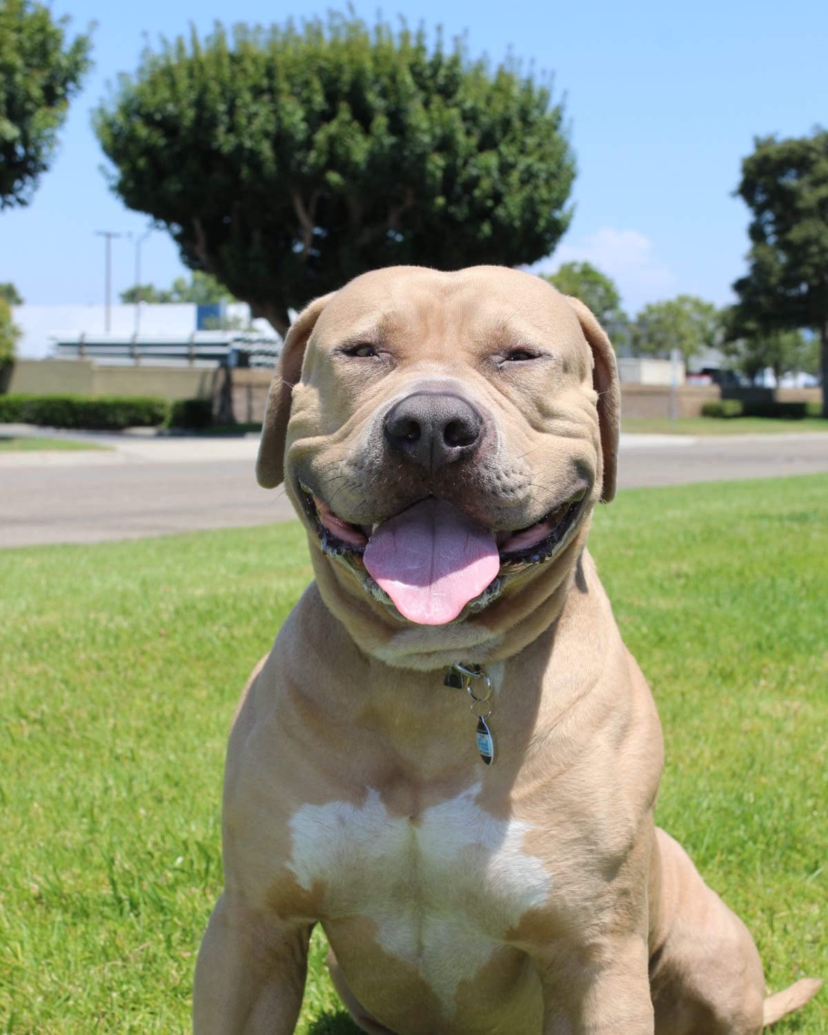 Kobe, a tan dog with a white chest, sitting on the grass with his tongue out