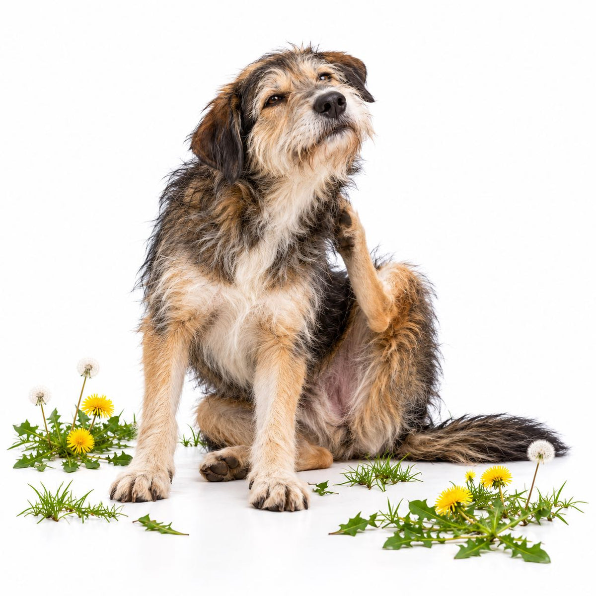 Dog Itching