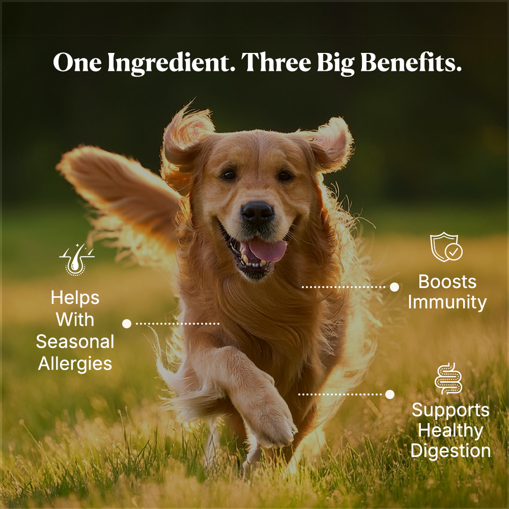 Colostrum for Dogs - Whole Bovine